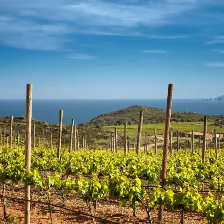 Alt Emporda wines