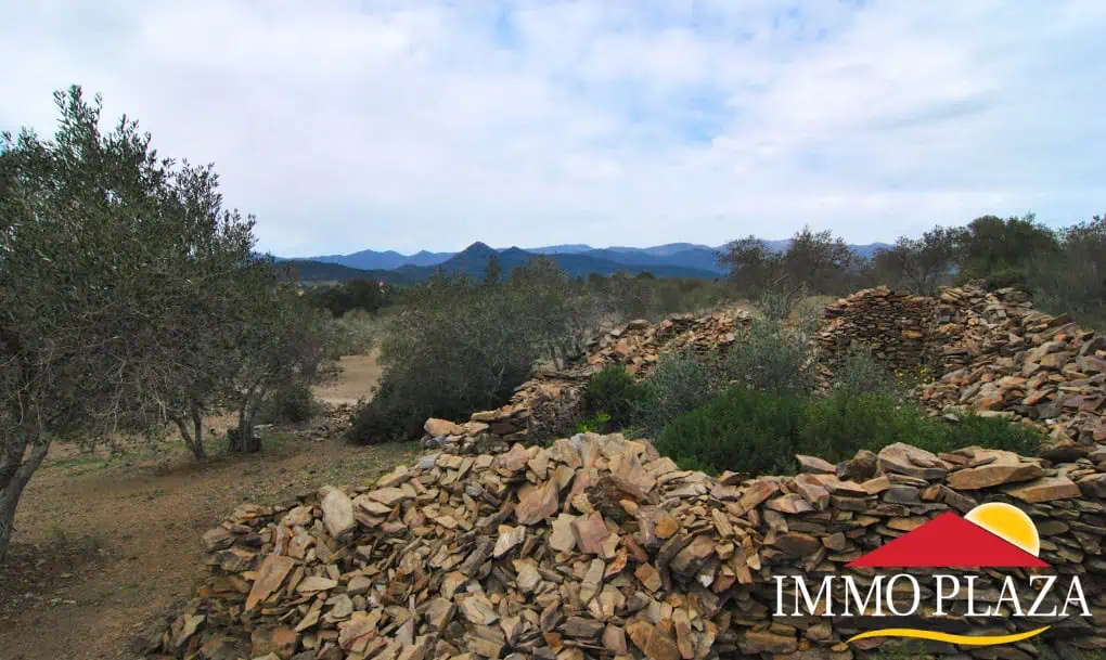 Agricultural land – Olive grove (13.500m2) with 170 trees and a small ruin for sale in Espolla – Costa Brava – photo 4