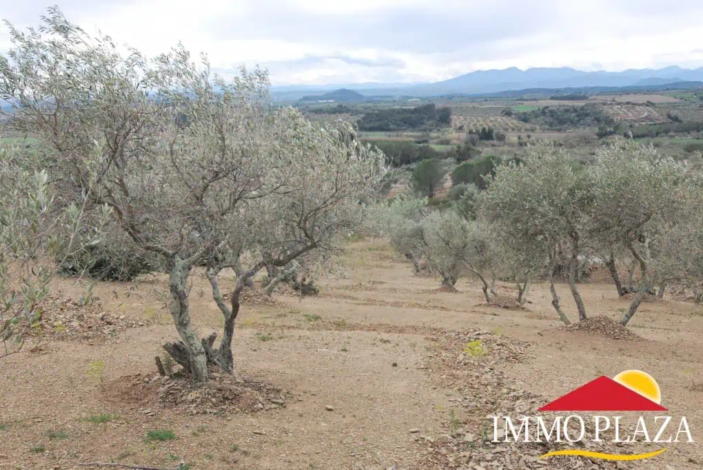 Agricultural land – Olive grove (13.500m2) with 170 trees and a small ruin for sale in Espolla – Costa Brava – photo 2