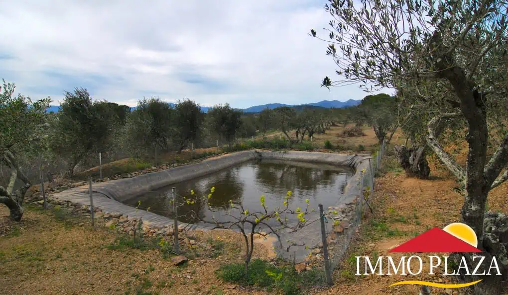 Agricultural land – Olive grove (13.500m2) with 170 trees and a small ruin for sale in Espolla – Costa Brava – photo 3