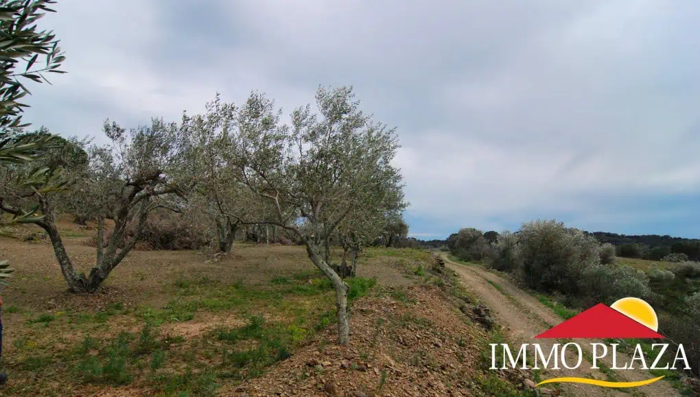 Agricultural land – Olive grove (13.500m2) with 170 trees and a small ruin for sale in Espolla – Costa Brava – photo 6