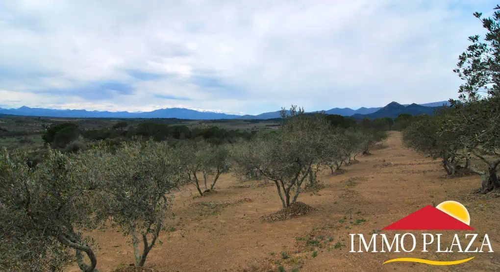 Agricultural land – Olive grove (13.500m2) with 170 trees and a small ruin for sale in Espolla – Costa Brava – photo 5