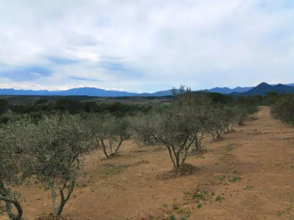 Agricultural land – Olive grove (13.500m2) with 170 trees and a small ruin for sale in Espolla – Costa Brava