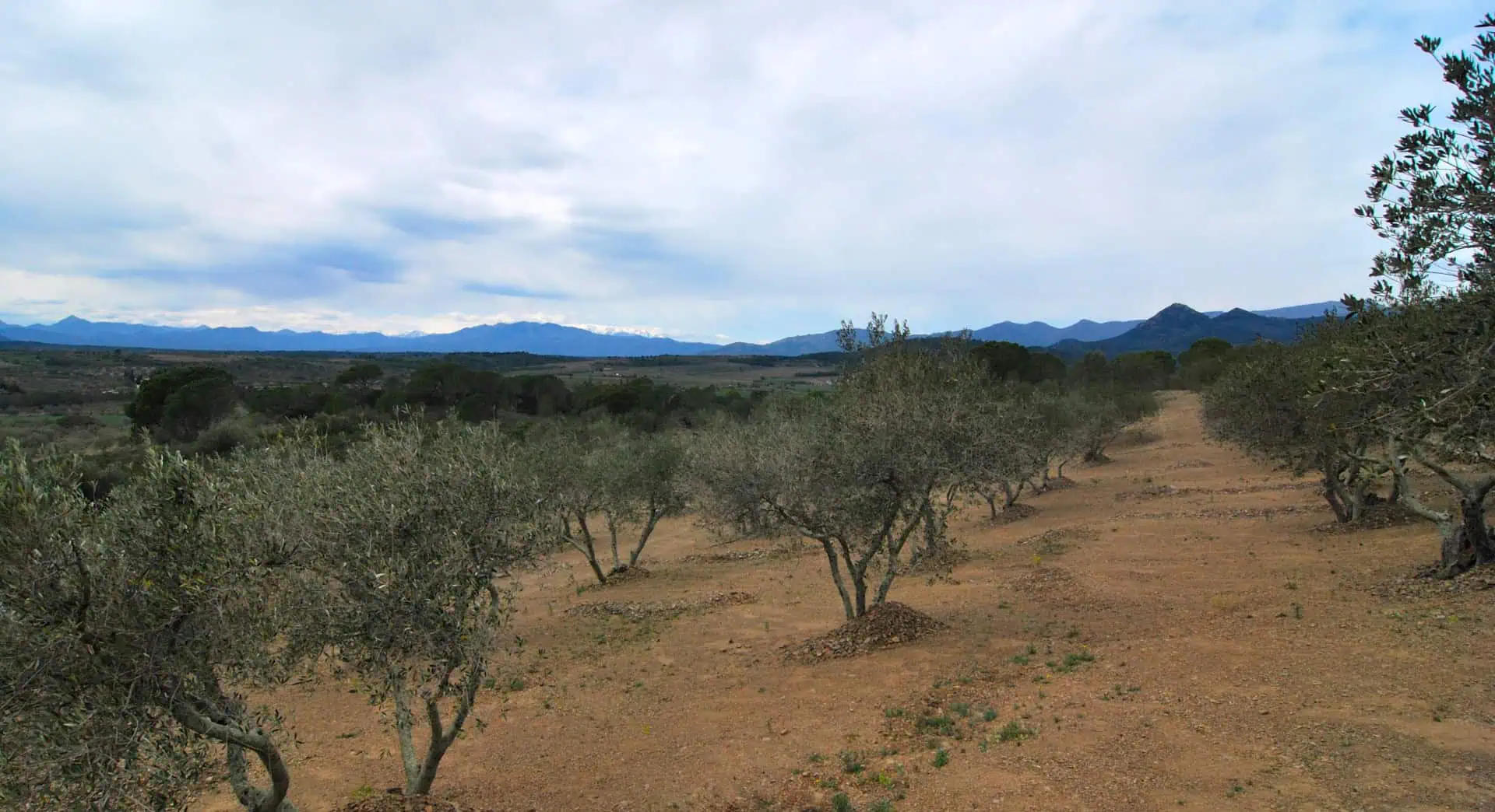 Agricultural land – Olive grove (13.500m2) with 170 trees and a small ruin for sale in Espolla – Costa Brava