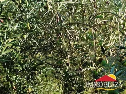 Organic olive grove in Garriguella – Costa Brava – photo 4