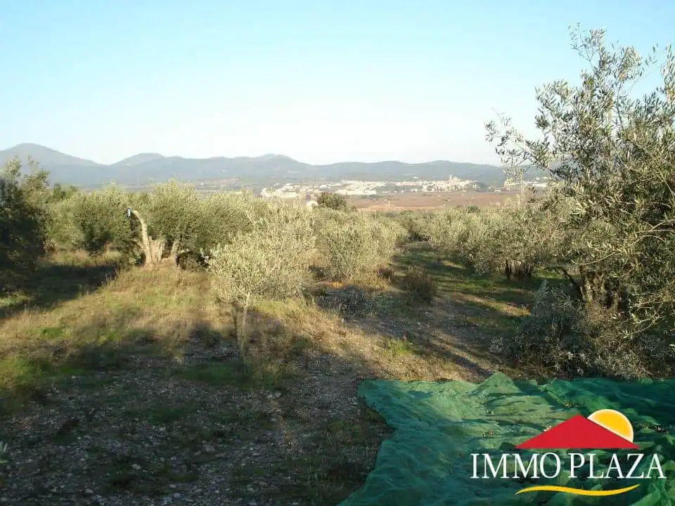 Organic olive grove in Garriguella – Costa Brava – photo 5