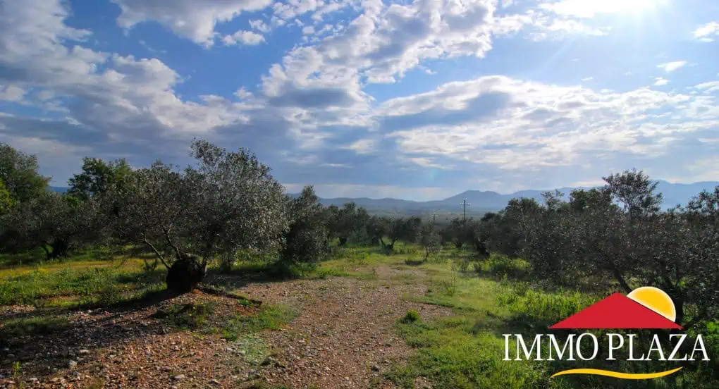 Organic olive grove in Garriguella – Costa Brava – photo 3
