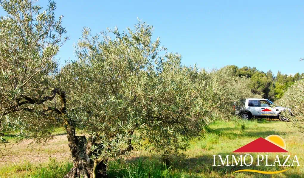 Organic olive grove in Garriguella – Costa Brava – photo 2