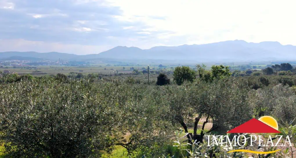 Organic olive grove in Garriguella – Costa Brava – photo 6