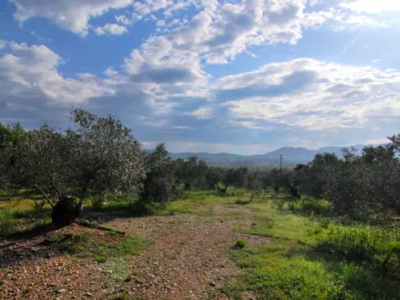 Organic olive grove in Garriguella – Costa Brava