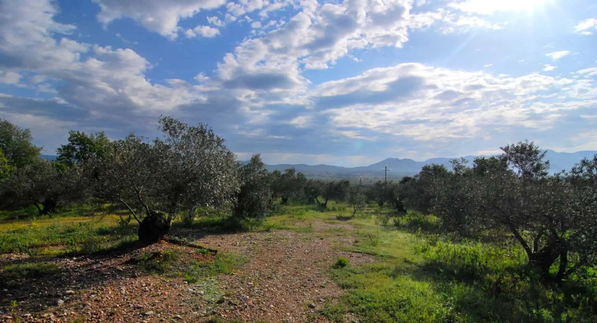 Organic olive grove in Garriguella – Costa Brava